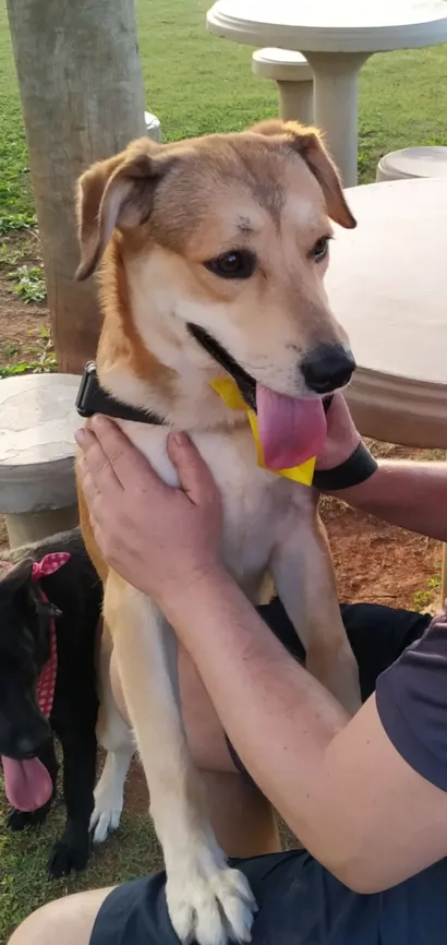 Cachorro raça SRD-ViraLata idade 1 ano nome ARMANDINHO 
