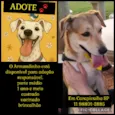 Cachorro raça SRD-ViraLata idade 1 ano nome ARMANDINHO 