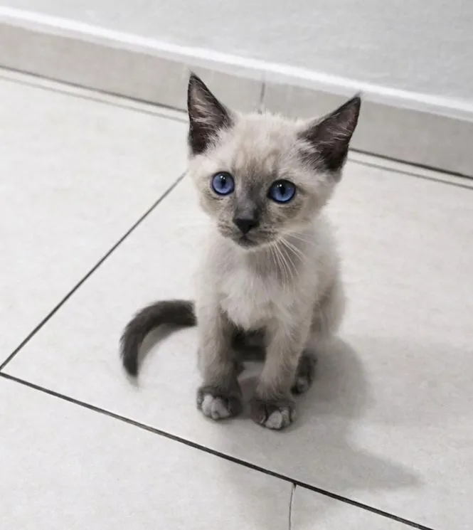 Gato raça SRD-ViraLata idade 2 a 6 meses nome Miguel