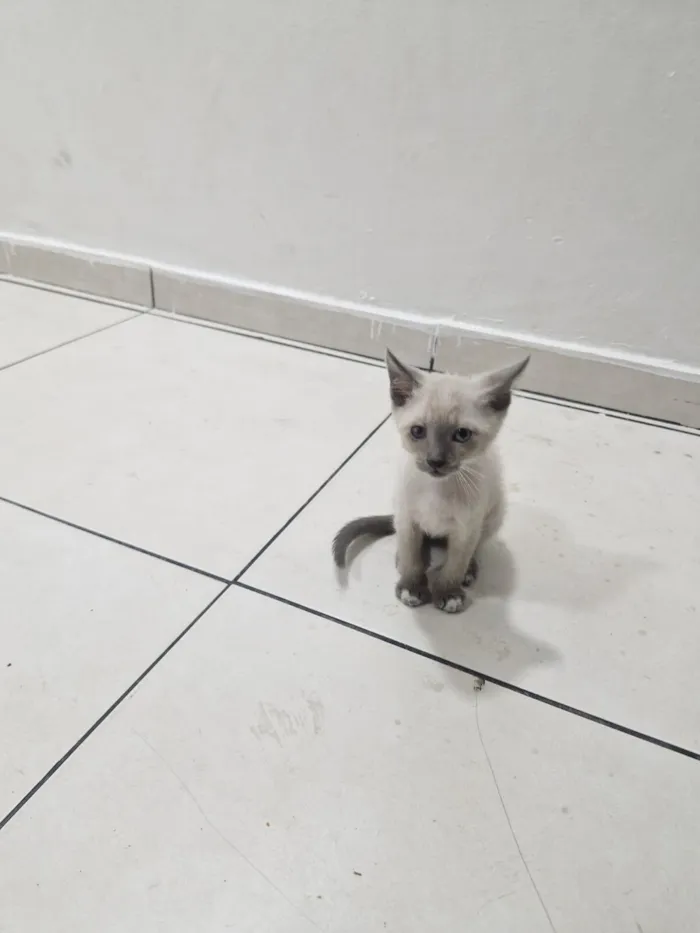 Gato raça SRD-ViraLata idade 2 a 6 meses nome Miguel