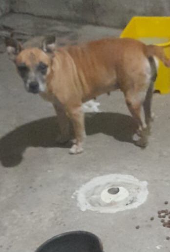 Cachorro raça SRD-ViraLata idade 6 ou mais anos nome Kira 