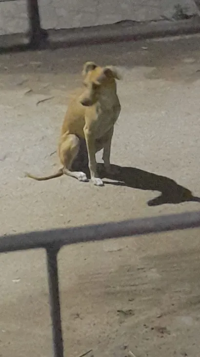 Cachorro raça SRD-ViraLata idade 1 ano nome Safira 