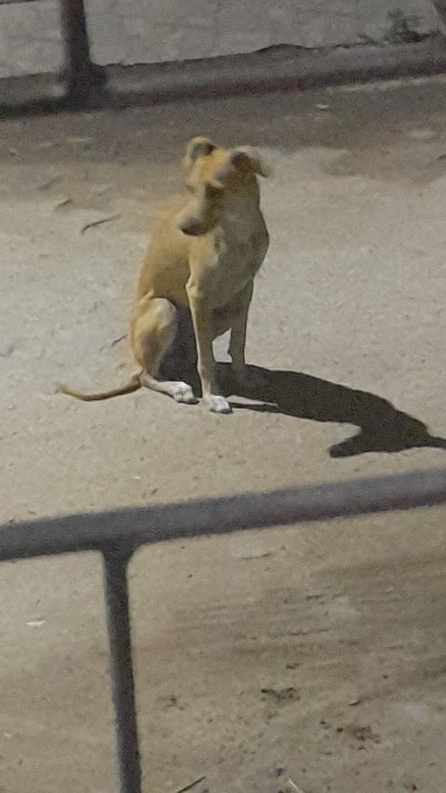 Cachorro raça SRD-ViraLata idade 1 ano nome Safira 