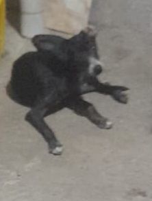 Cachorro raça SRD-ViraLata idade 4 anos nome Kiara 