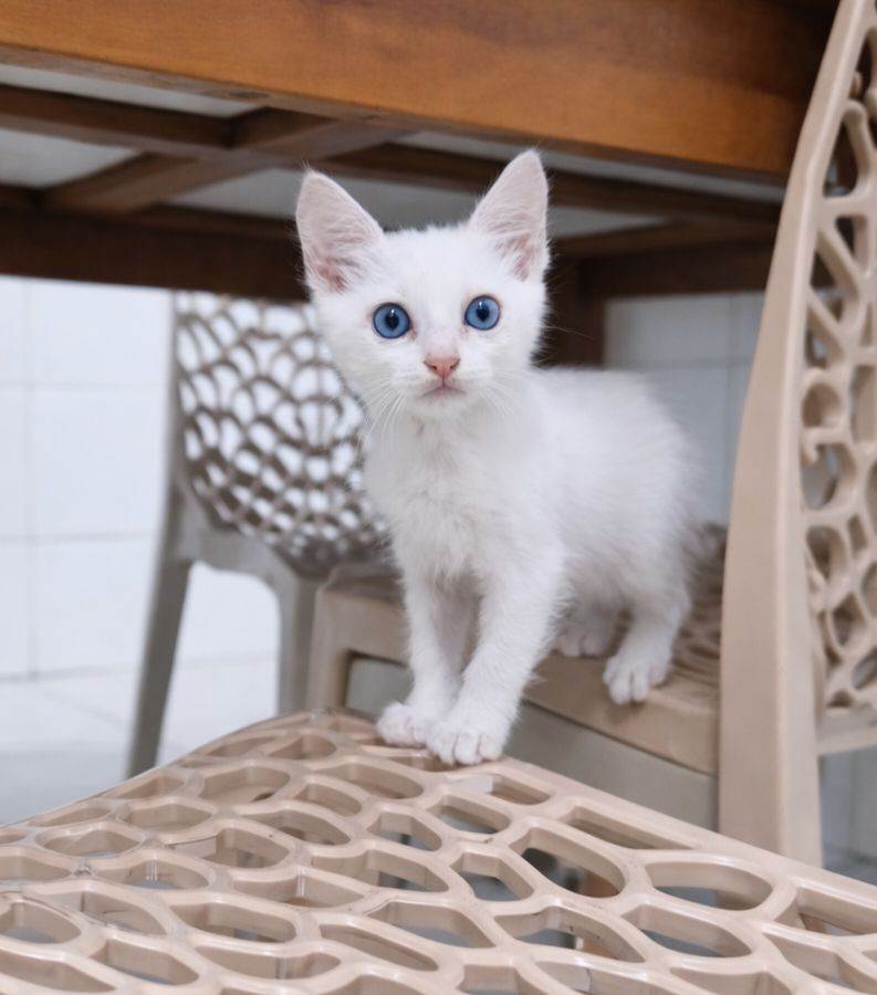 Gato raça SRD-ViraLata idade 2 a 6 meses nome Zeca