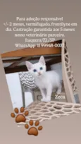 Gato raça SRD-ViraLata idade 2 a 6 meses nome Zeca