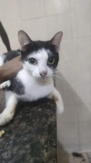 Gato raça SRD-ViraLata idade 3 anos nome Branco 