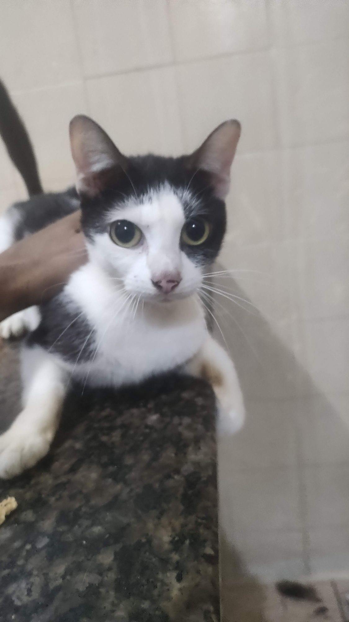 Gato raça SRD-ViraLata idade 3 anos nome Branco 