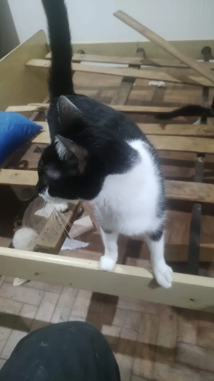 Gato raça SRD-ViraLata idade 3 anos nome Branco 