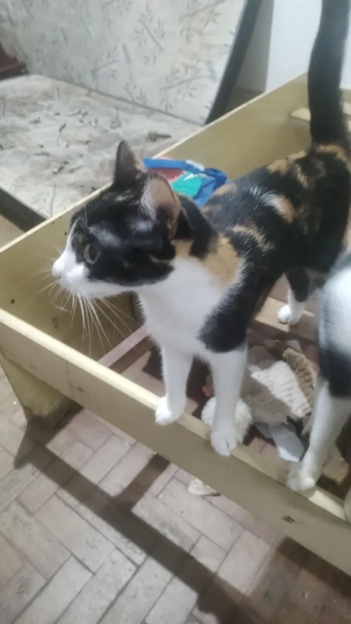 Gato raça SRD-ViraLata idade 3 anos nome Branco 