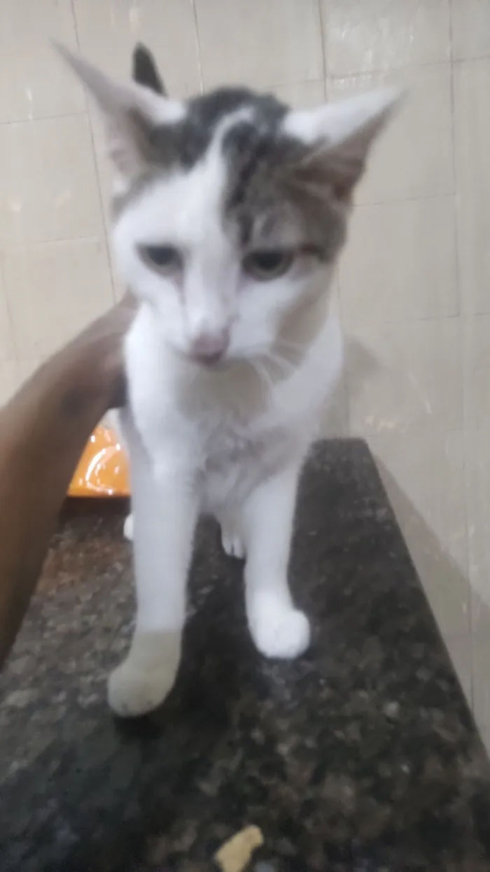 Gato raça SRD-ViraLata idade 3 anos nome Branco 