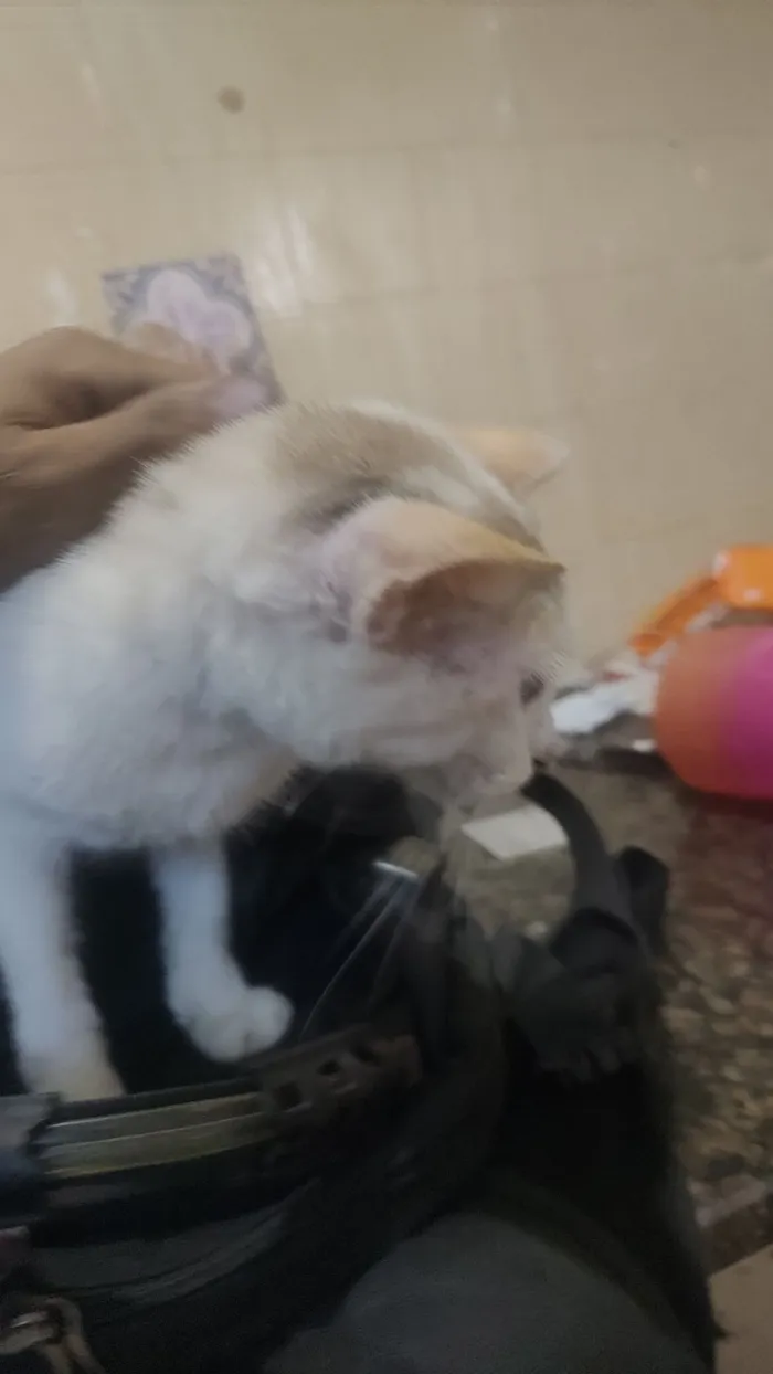 Gato raça SRD-ViraLata idade 3 anos nome Branco 