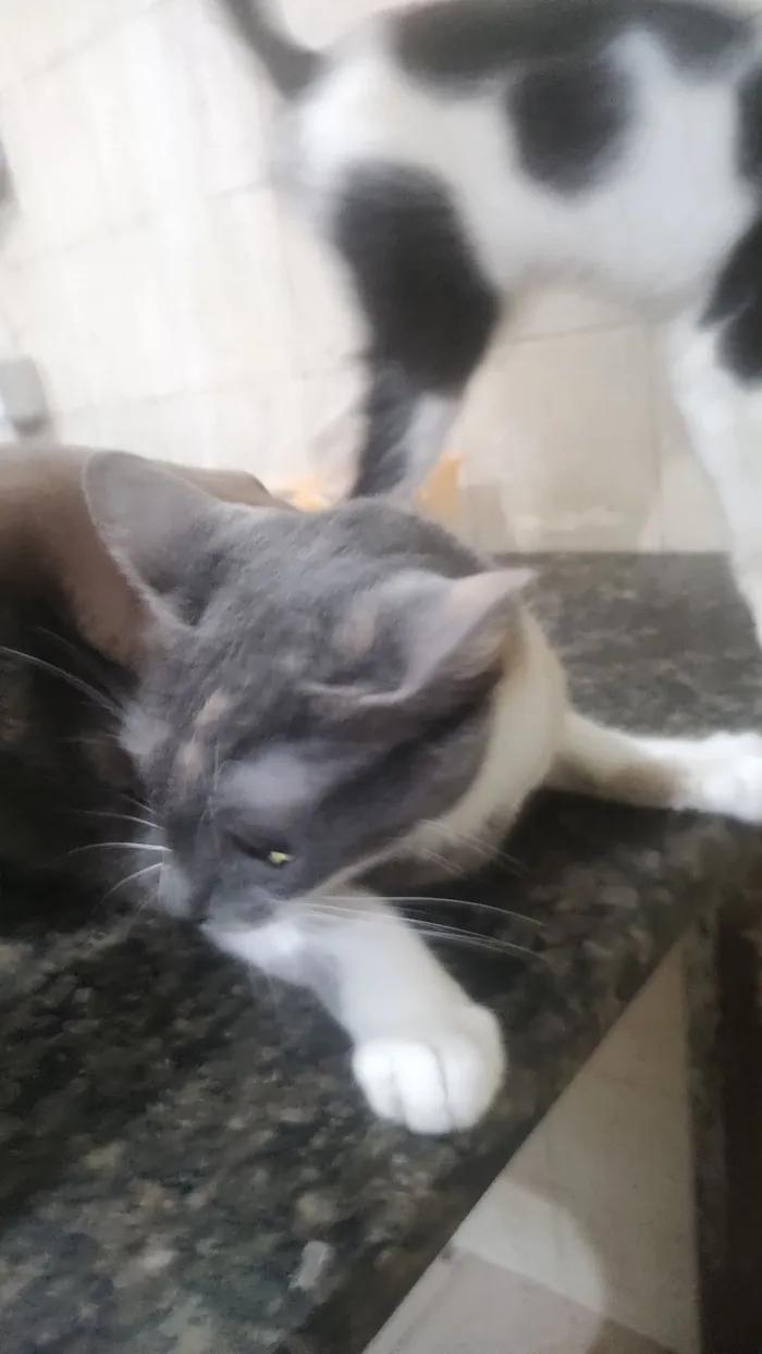 Gato raça SRD-ViraLata idade 3 anos nome Branco 