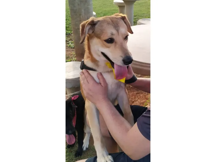 Cachorro raça SRD-ViraLata idade 1 ano nome ARMANDINHO 