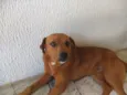 Cachorro raça SRD-ViraLata idade 1 ano nome Diana 