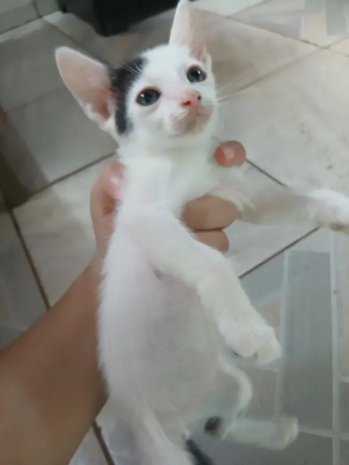 Gato raça SRD-ViraLata idade 2 a 6 meses nome Elmo