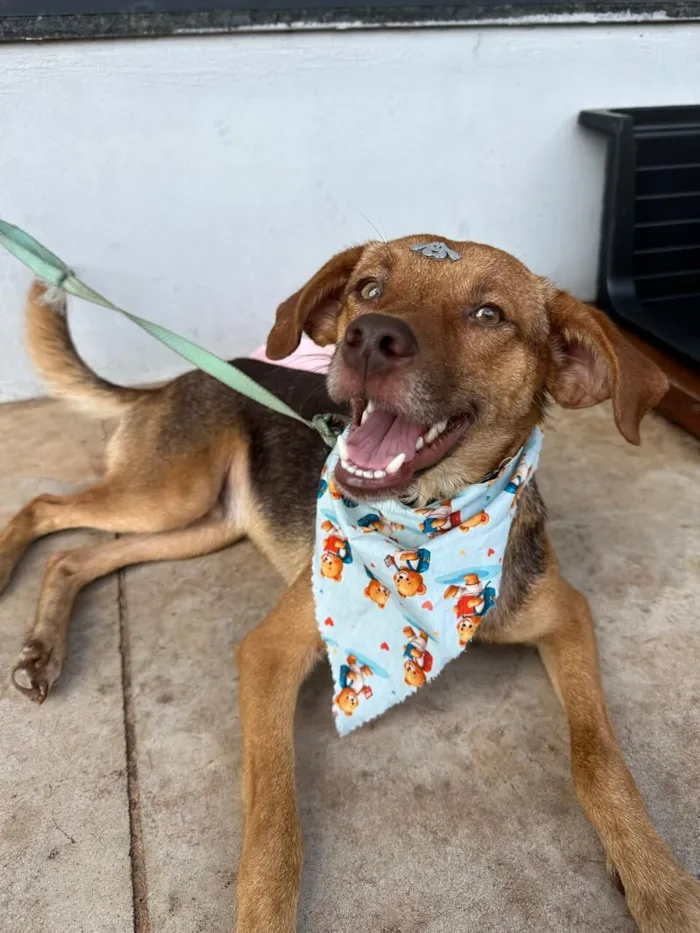 Cachorro raça SRD-ViraLata idade 2 anos nome CARLINHO