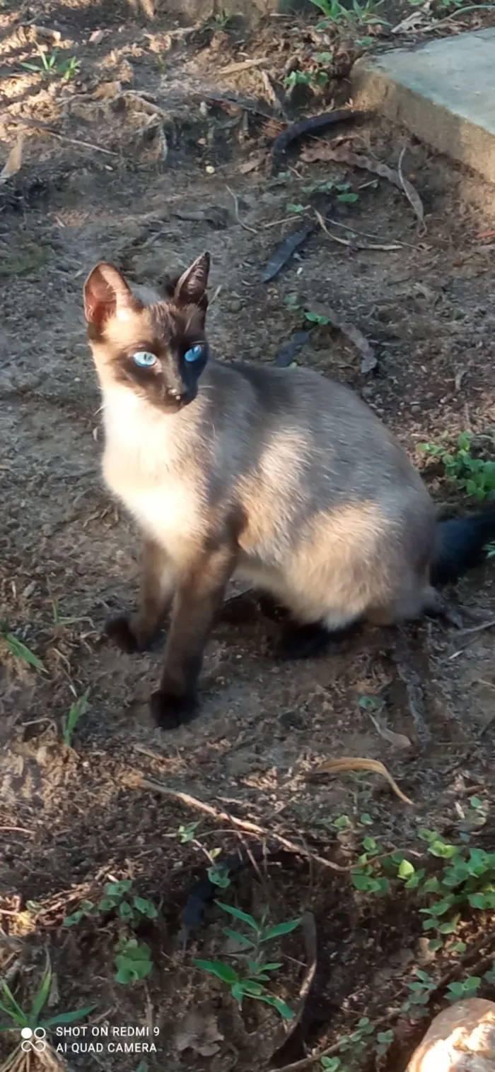 Gato raça Siamês idade 1 ano nome Melanie