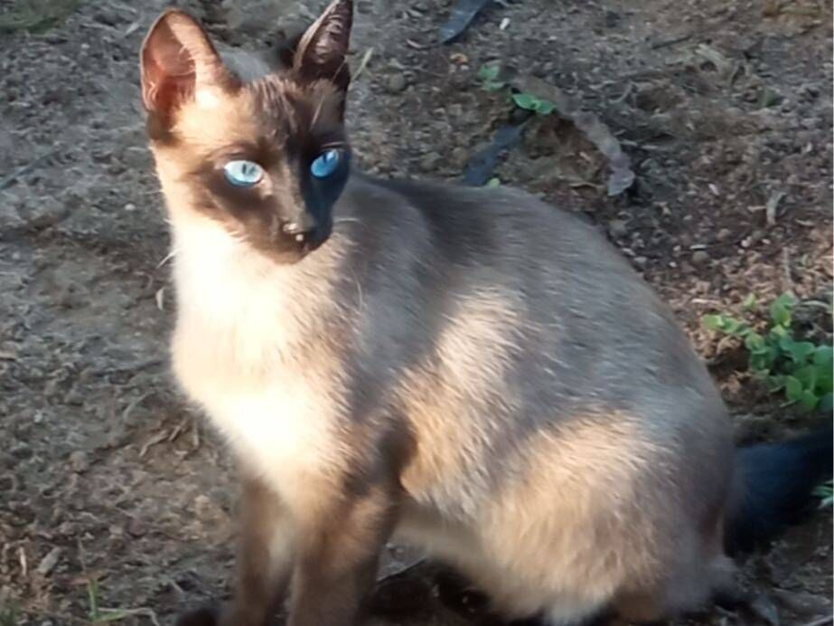 Gato raça Siamês idade 1 ano nome Melanie