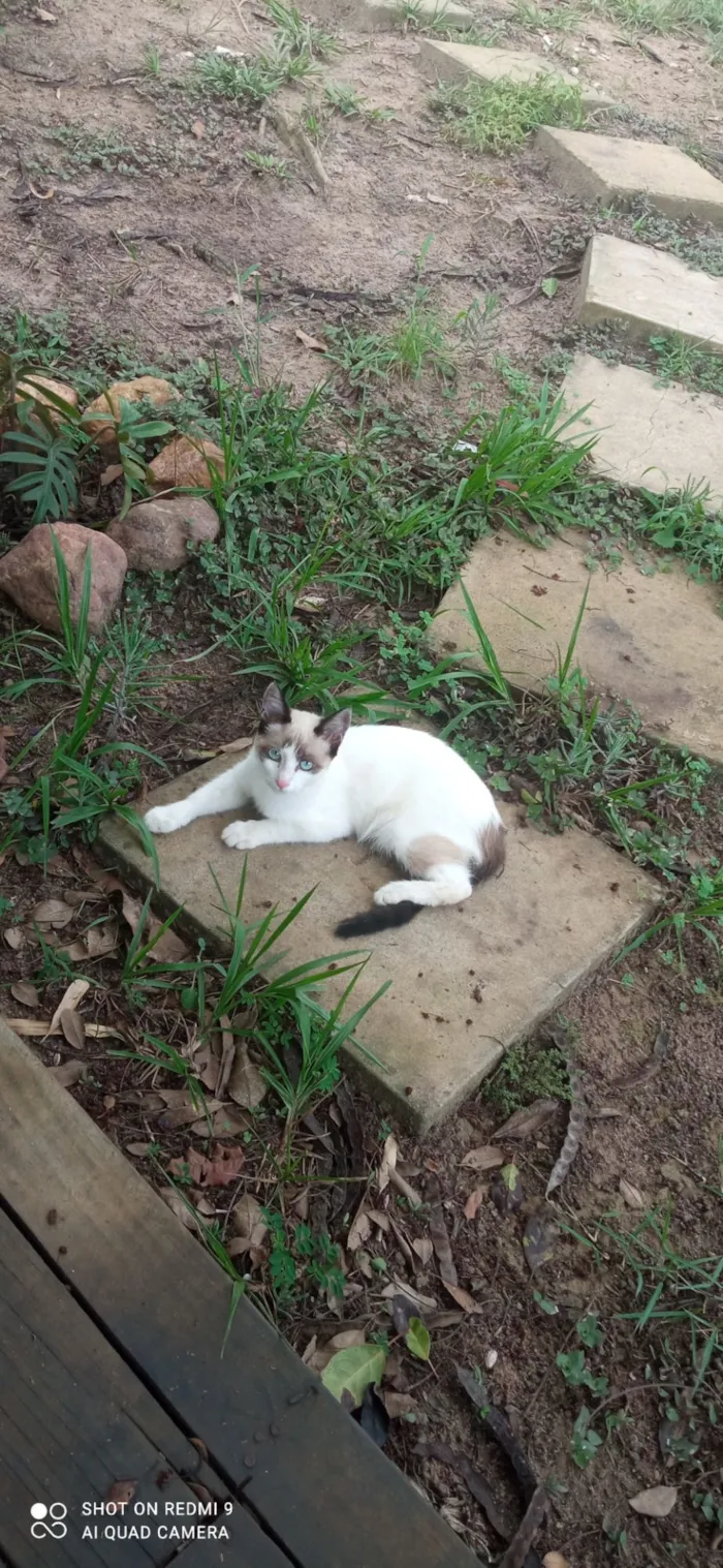 Gato raça SRD-ViraLata idade 2 a 6 meses nome Lana