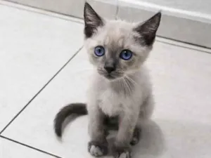 Gato raça SRD-ViraLata idade 2 a 6 meses nome Miguel