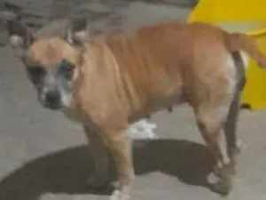 Cachorro raça SRD-ViraLata idade 6 ou mais anos nome Kira 