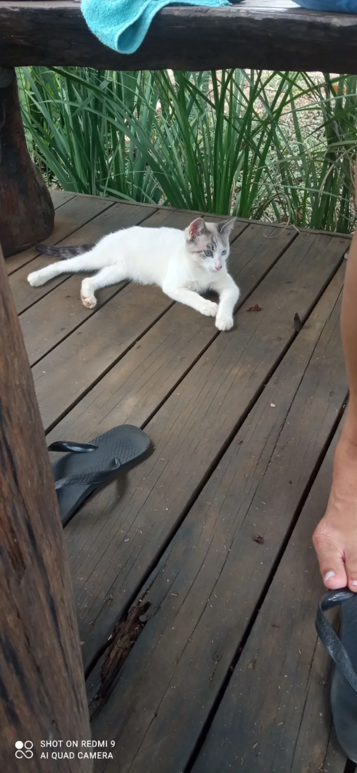 Gato raça SRD-ViraLata idade 2 a 6 meses nome Mila