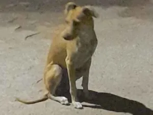 Cachorro raça SRD-ViraLata idade 1 ano nome Safira 