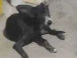 Cachorro raça SRD-ViraLata idade 4 anos nome Kiara 