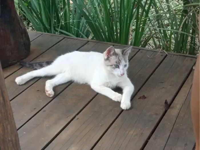 Gato raça SRD-ViraLata idade 2 a 6 meses nome Mila