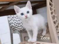 Gato raça SRD-ViraLata idade 2 a 6 meses nome Zeca