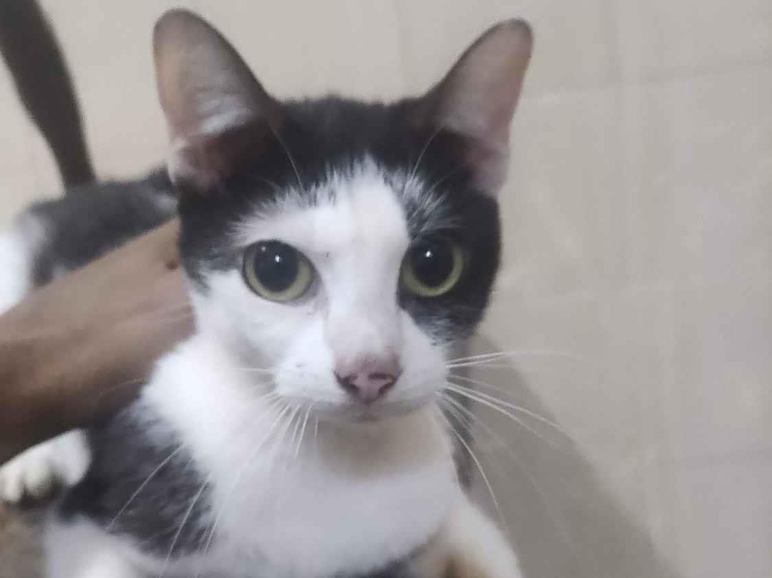 Gato raça SRD-ViraLata idade 3 anos nome Branco 