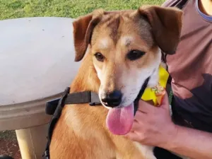 Cachorro raça SRD-ViraLata idade 1 ano nome ARMANDINHO 