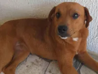 Cachorro raça SRD-ViraLata idade 1 ano nome Diana 