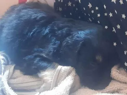 Cachorro raça SRD-ViraLata idade Abaixo de 2 meses nome Princesa (não sabemos o nome dela)