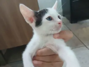 Gato raça SRD-ViraLata idade 2 a 6 meses nome Elmo