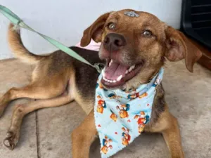 Cachorro raça SRD-ViraLata idade 2 anos nome CARLINHO