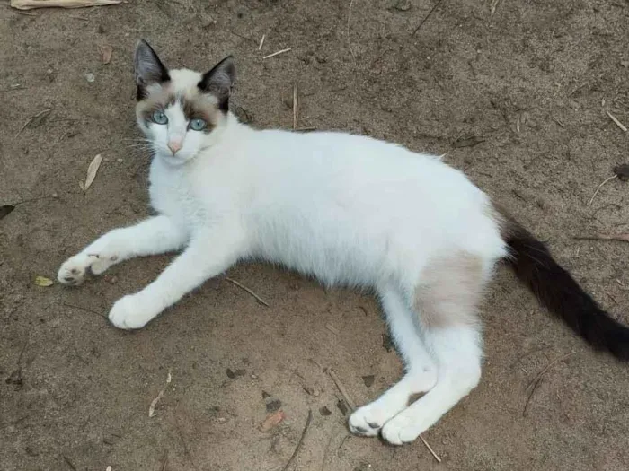 Gato raça SRD-ViraLata idade 2 a 6 meses nome Lana