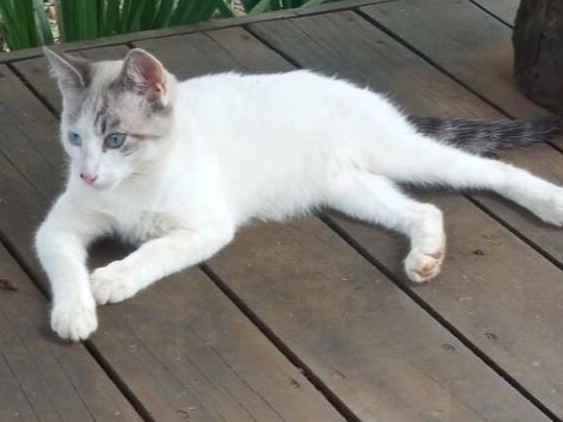 Gato raça SRD-ViraLata idade 2 a 6 meses nome Mila