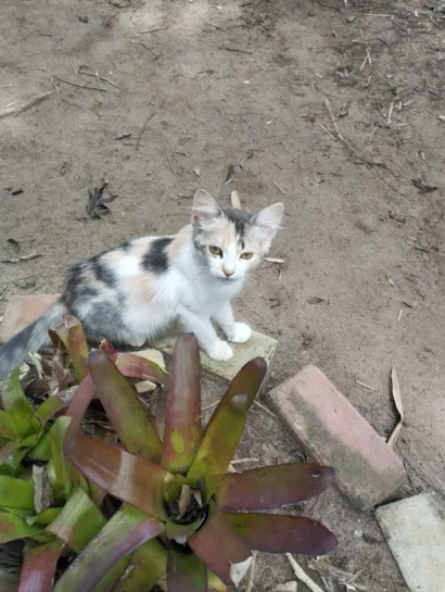 Gato raça SRD-ViraLata idade 2 a 6 meses nome Raj