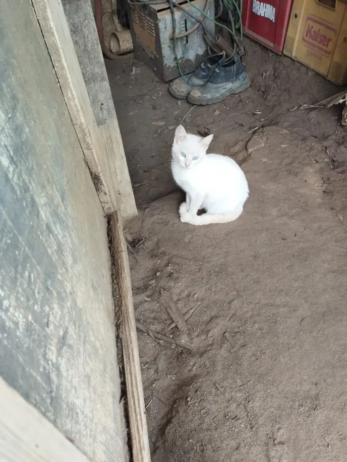 Gato raça SRD-ViraLata idade 2 a 6 meses nome Spencer