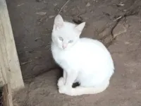 Gato raça SRD-ViraLata idade 2 a 6 meses nome Spencer