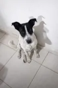 Cachorro raça SRD-ViraLata idade 1 ano nome Lola