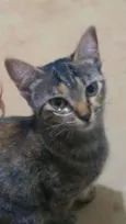 Gato raça SRD-ViraLata idade 7 a 11 meses nome Pandora