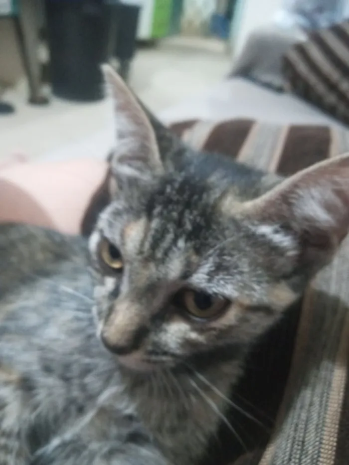 Gato raça SRD-ViraLata idade 7 a 11 meses nome Pandora