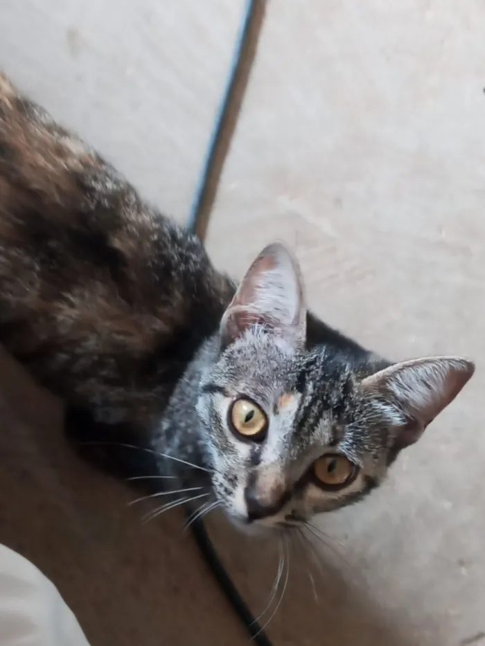 Gato raça SRD-ViraLata idade 7 a 11 meses nome Pandora