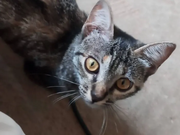 Gato raça SRD-ViraLata idade 7 a 11 meses nome Pandora