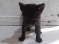 Gato raça SRD-ViraLata idade Abaixo de 2 meses nome Vinicius Jr