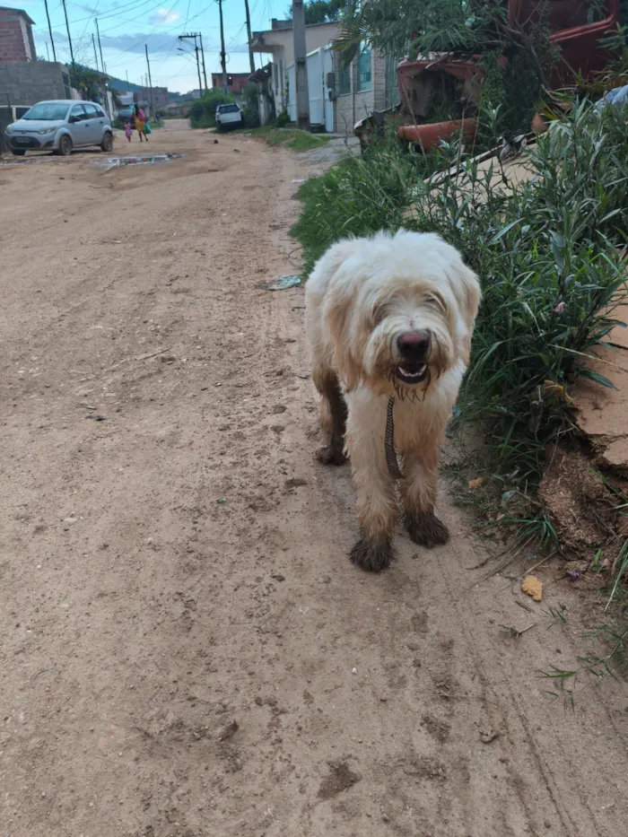 Cachorro raça SRD-ViraLata idade 2 a 6 meses nome Não sei 