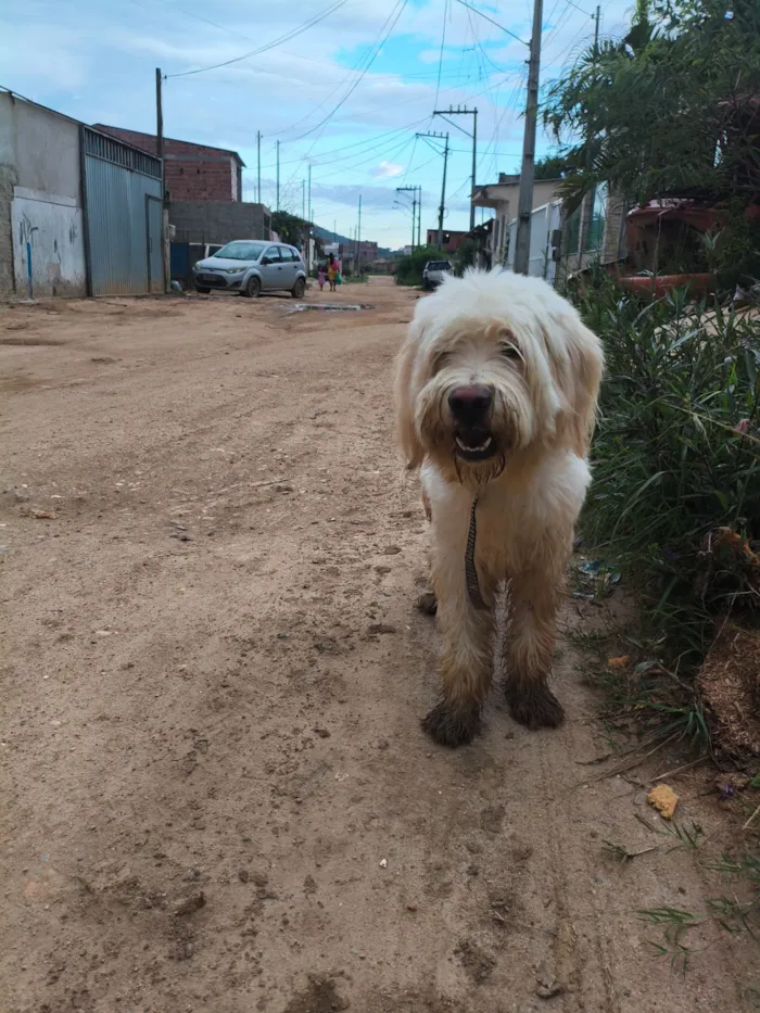 Cachorro raça SRD-ViraLata idade 2 a 6 meses nome Não sei 